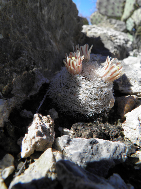 Mammillaria lasiacantha (Lacespine nipple cactus) #85903