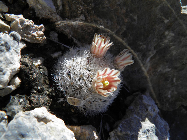 Mammillaria lasiacantha (Lacespine nipple cactus) #85904
