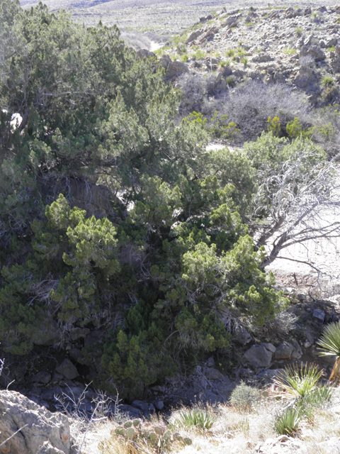 Juniperus pinchotii (Pinchot's juniper) #85920