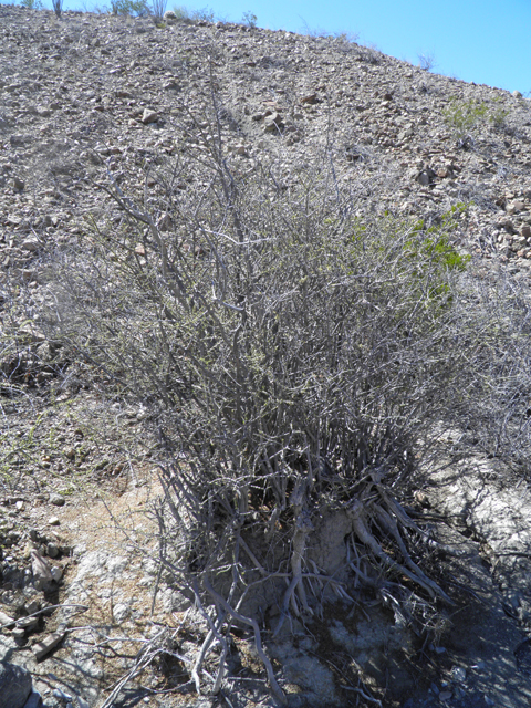 Forestiera angustifolia (Narrow-leaf forestiera) #85972