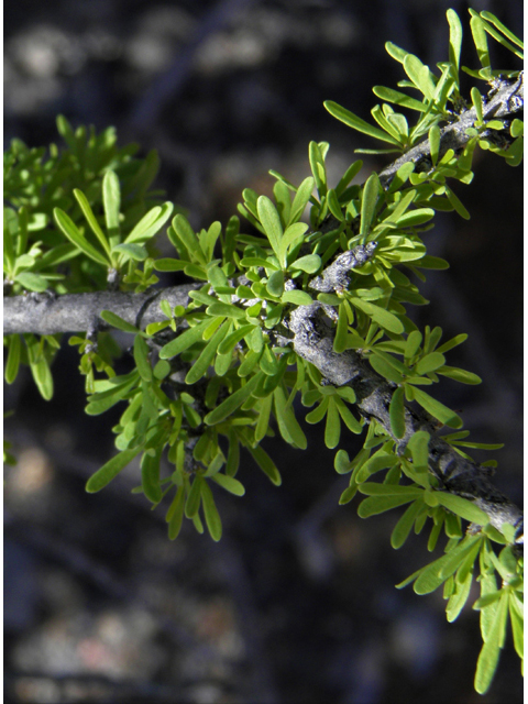 Forestiera angustifolia (Narrow-leaf forestiera) #85977