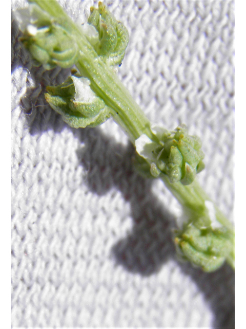 Oligomeris linifolia (Lineleaf whitepuff) #85981