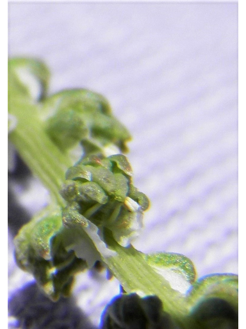 Oligomeris linifolia (Lineleaf whitepuff) #85982
