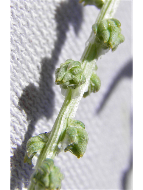 Oligomeris linifolia (Lineleaf whitepuff) #85983
