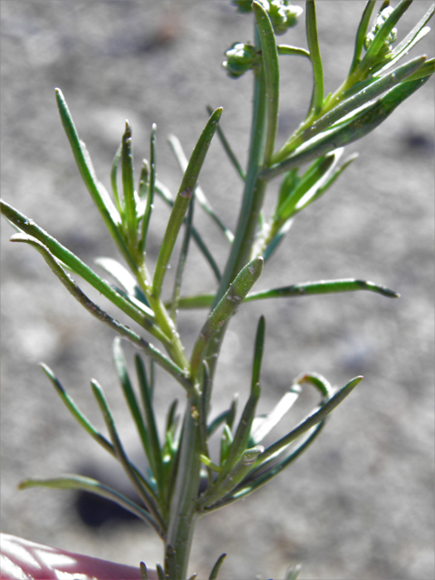 Oligomeris linifolia (Lineleaf whitepuff) #85984