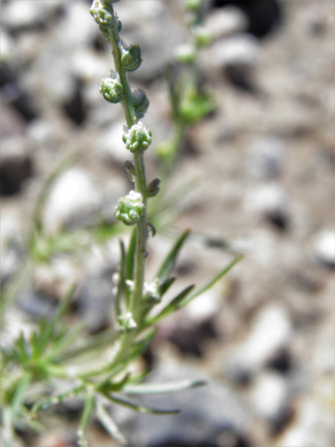 Oligomeris linifolia (Lineleaf whitepuff) #85985