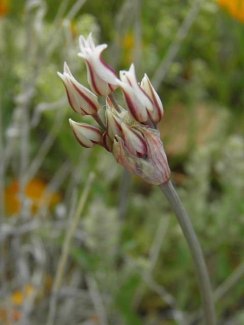 Allium macropetalum (Largeflower onion) #86002