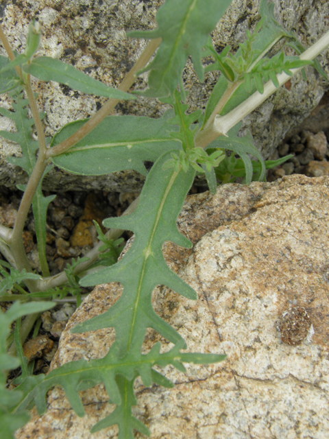 Mentzelia albicaulis (Whitestem blazingstar) #86063