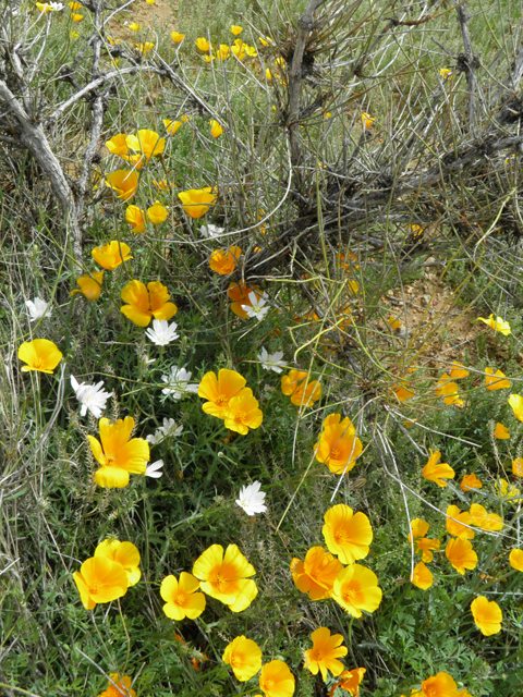 Eschscholzia californica ssp. mexicana (Mexican gold poppy) #86064