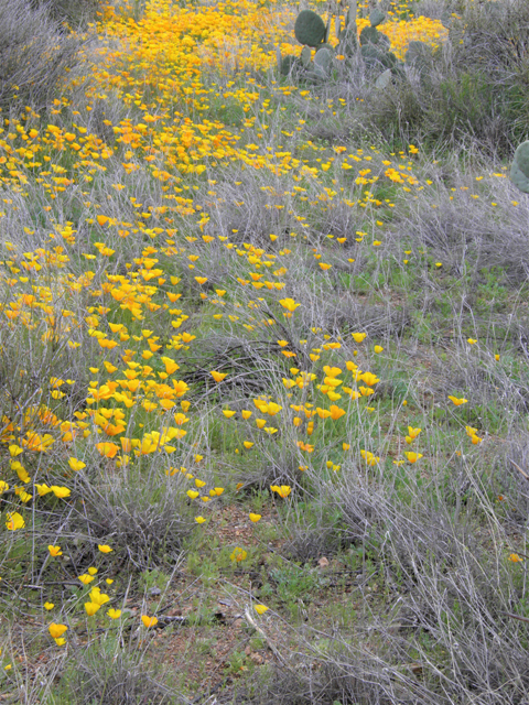 Eschscholzia californica ssp. mexicana (Mexican gold poppy) #86065