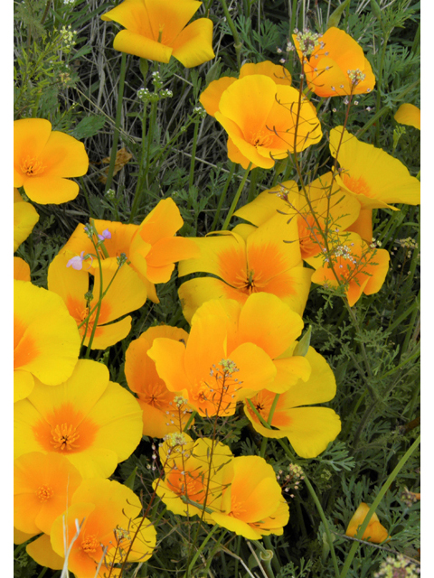 Eschscholzia californica ssp. mexicana (Mexican gold poppy) #86066
