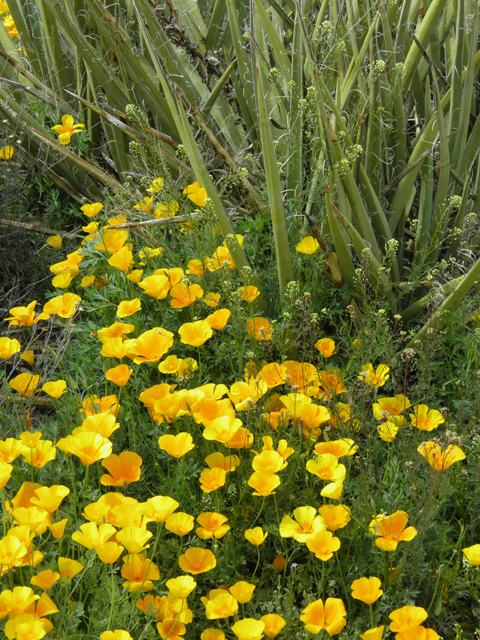 Eschscholzia californica ssp. mexicana (Mexican gold poppy) #86075