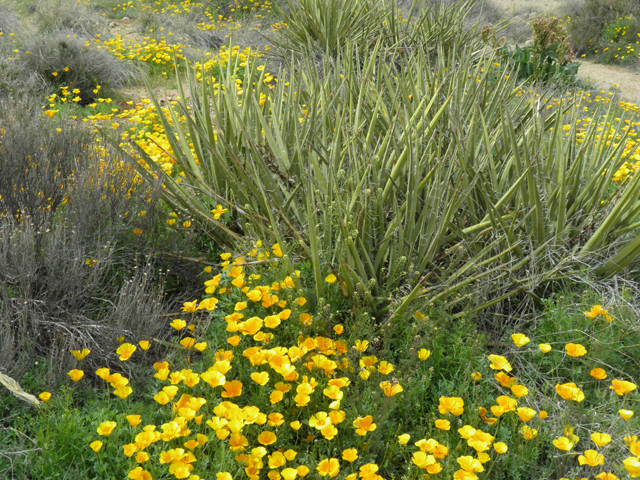 Eschscholzia californica ssp. mexicana (Mexican gold poppy) #86076