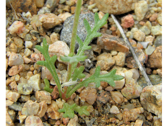 Gilia flavocincta (Lesser yellowthroat gilia) #86085