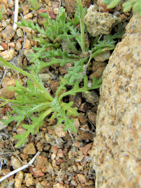 Gilia flavocincta (Lesser yellowthroat gilia) #86086