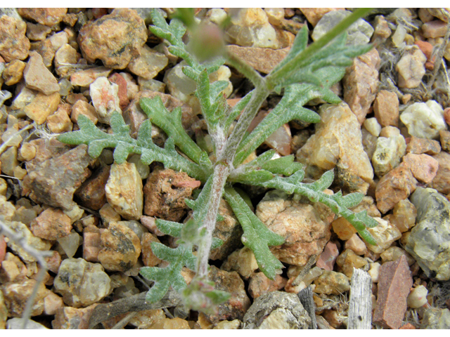 Gilia flavocincta (Lesser yellowthroat gilia) #86088