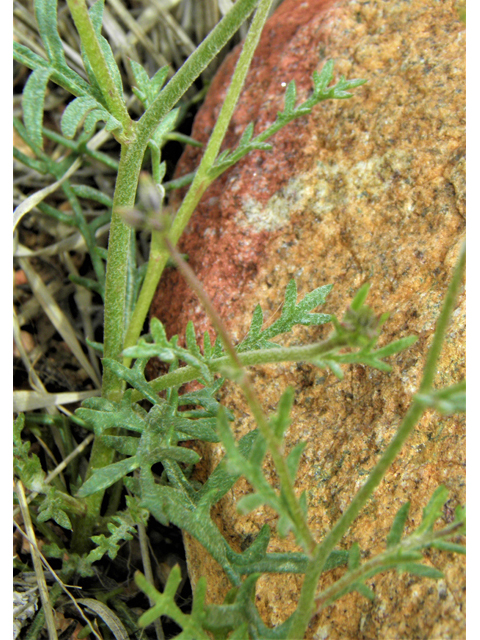 Gilia flavocincta (Lesser yellowthroat gilia) #86090