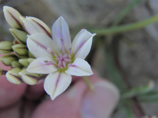 Allium macropetalum (Largeflower onion) #86106