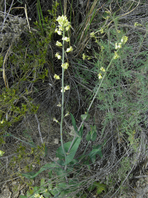 Streptanthus carinatus ssp. arizonicus (Arizona jewelflower) #86148