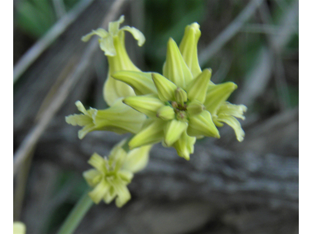 Streptanthus carinatus ssp. arizonicus (Arizona jewelflower) #86149