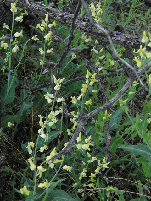 Streptanthus carinatus ssp. arizonicus (Arizona jewelflower) #86150