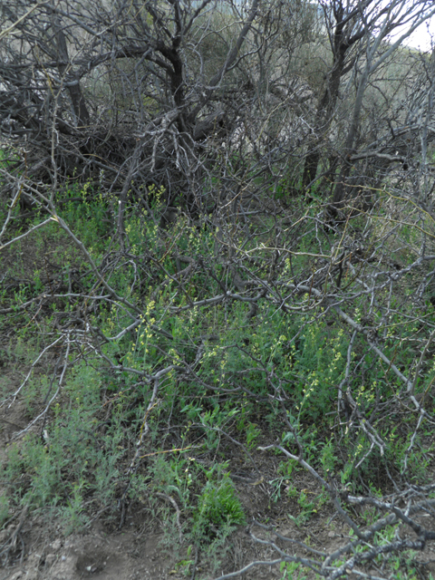 Streptanthus carinatus ssp. arizonicus (Arizona jewelflower) #86152