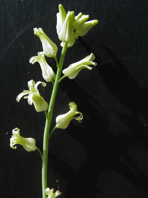 Streptanthus carinatus ssp. arizonicus (Arizona jewelflower) #86153