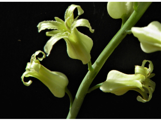 Streptanthus carinatus ssp. arizonicus (Arizona jewelflower) #86154