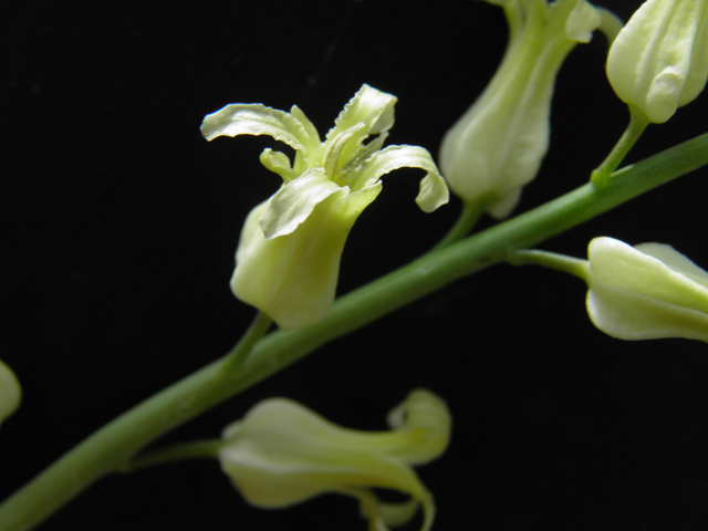 Streptanthus carinatus ssp. arizonicus (Arizona jewelflower) #86155