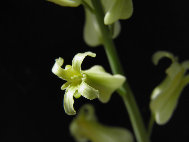 Streptanthus carinatus ssp. arizonicus (Arizona jewelflower) #86156