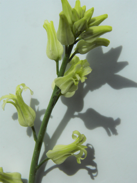 Streptanthus carinatus ssp. arizonicus (Arizona jewelflower) #86158
