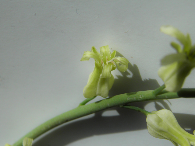 Streptanthus carinatus ssp. arizonicus (Arizona jewelflower) #86159