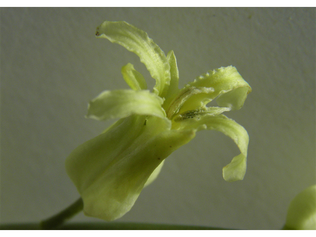 Streptanthus carinatus ssp. arizonicus (Arizona jewelflower) #86160