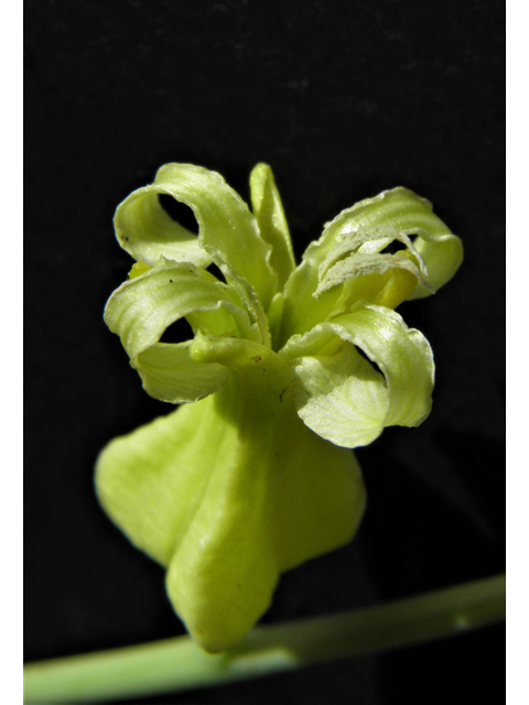 Streptanthus carinatus ssp. arizonicus (Arizona jewelflower) #86161