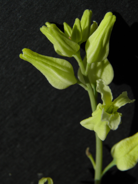 Streptanthus carinatus ssp. arizonicus (Arizona jewelflower) #86162