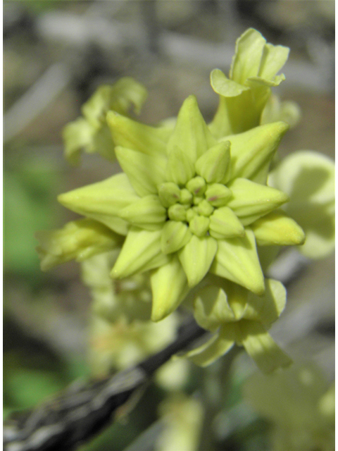 Streptanthus carinatus ssp. arizonicus (Arizona jewelflower) #86166