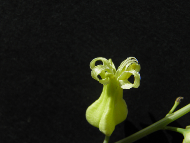 Streptanthus carinatus ssp. arizonicus (Arizona jewelflower) #86169