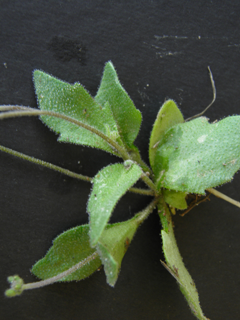 Draba cuneifolia (Wedgeleaf draba) #86178