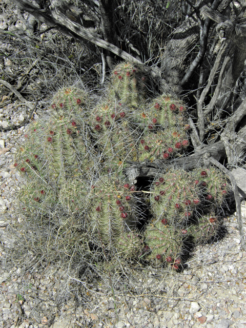 Echinocereus coccineus (Scarlet hedgehog cactus) #86197