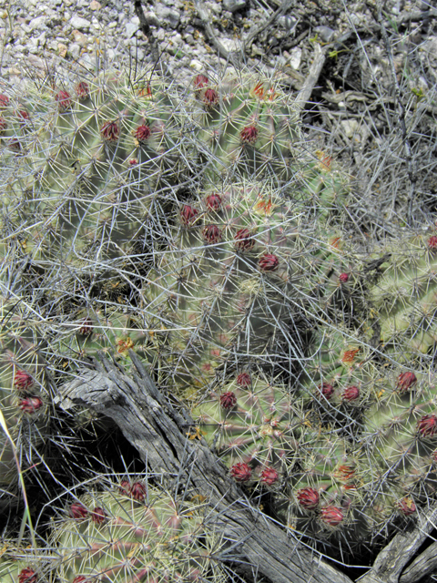 Echinocereus coccineus (Scarlet hedgehog cactus) #86198