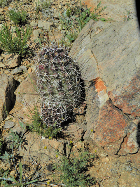 Echinocereus coccineus (Scarlet hedgehog cactus) #86199