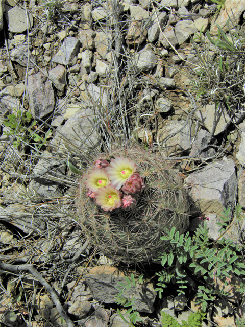 Echinomastus intertextus var. dasyacanthus (White fishhook cactus) #86204