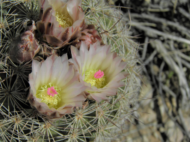 Echinomastus intertextus var. dasyacanthus (White fishhook cactus) #86208