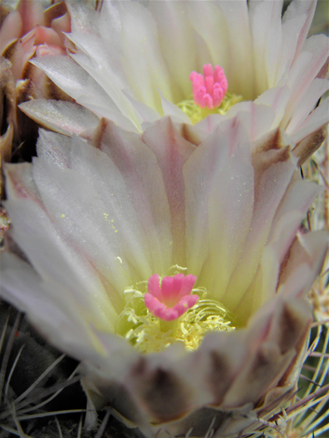 Echinomastus intertextus var. dasyacanthus (White fishhook cactus) #86211