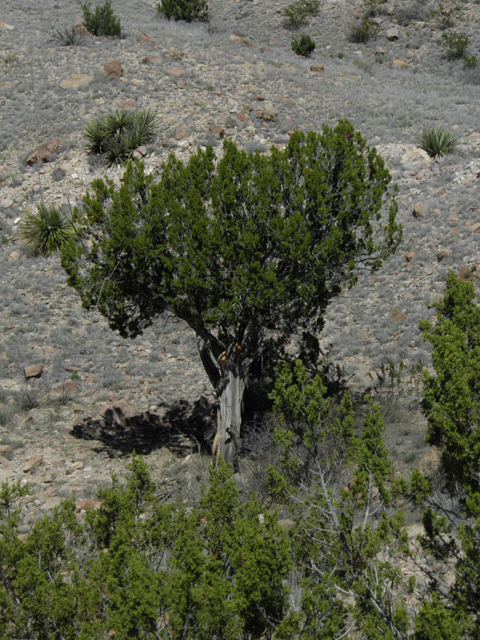 Juniperus monosperma (Oneseed juniper) #86217