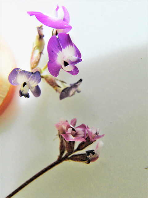 Astragalus emoryanus (Emory's milkvetch) #86222