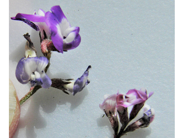 Astragalus emoryanus (Emory's milkvetch) #86223