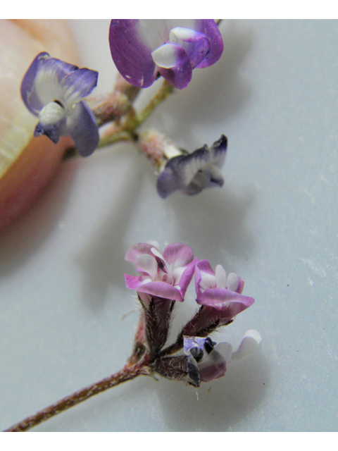 Astragalus emoryanus (Emory's milkvetch) #86224