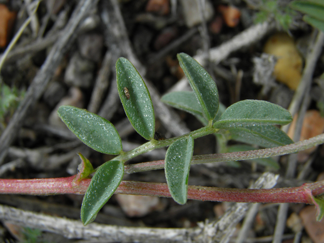 Astragalus emoryanus (Emory's milkvetch) #86227