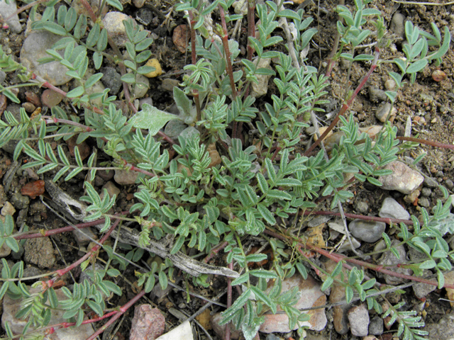Astragalus emoryanus (Emory's milkvetch) #86232